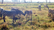 2 Kenia Screenshot 153