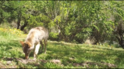 13 USA Bolinas Screenshot 35