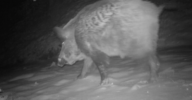 6 TURKEY2021 01 30 212448 wild boar
