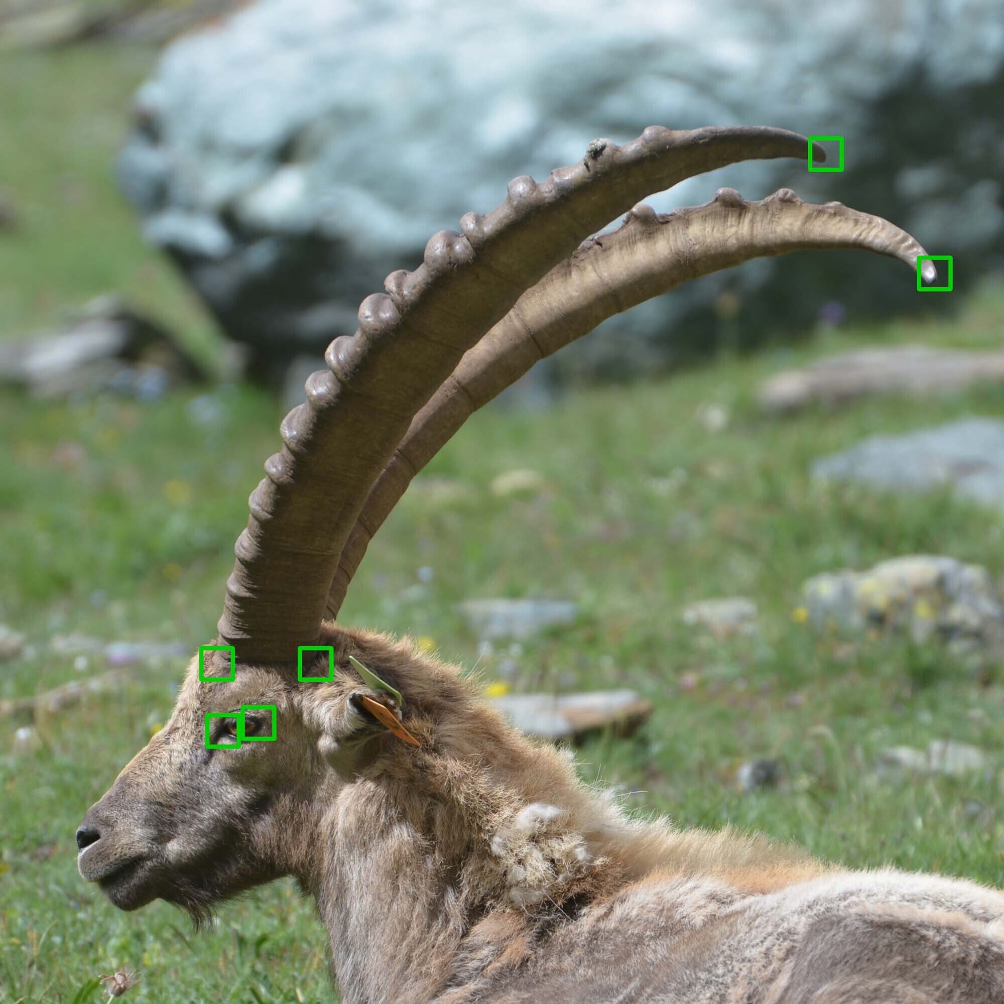 Ibex geometric