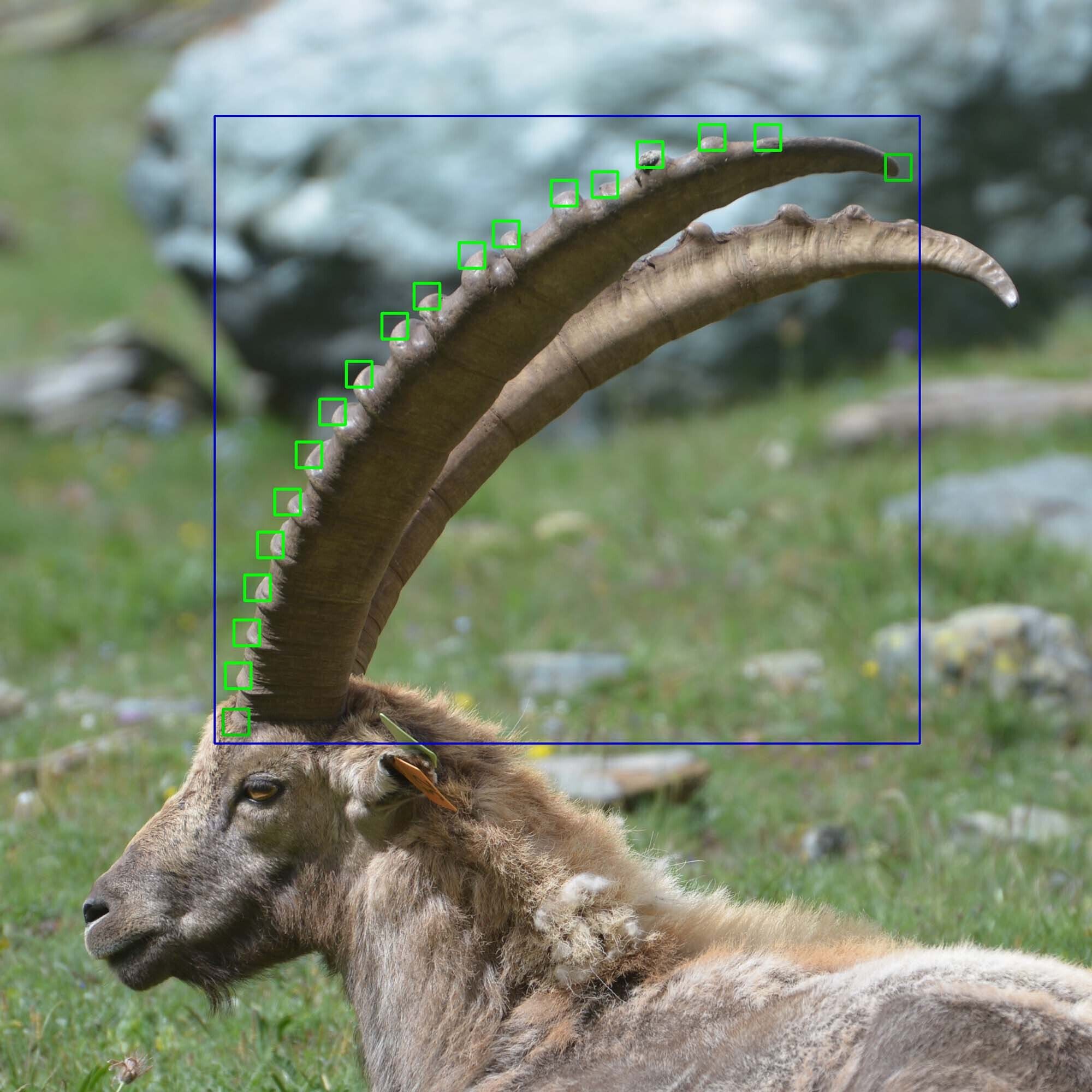 Ibex geometric v2