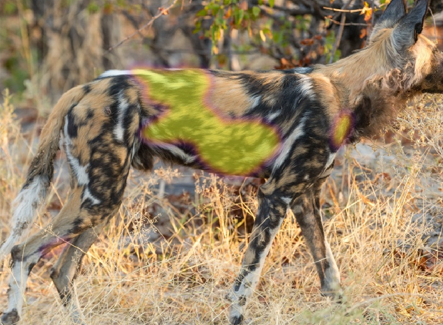 Wilddog match